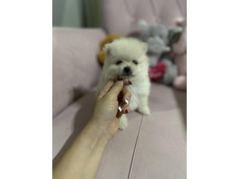 50 günlük dişi pomeranian