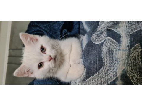 Sahibinden babalık hakkımız british shorthair erkek yavru