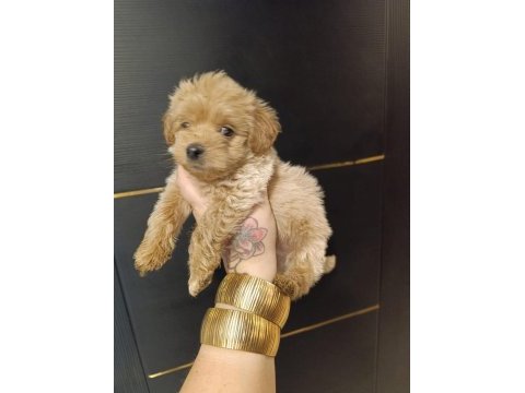 Maltipoo yavrular