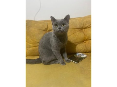 British shorthair kedimize güzel bir aile istiyoruz