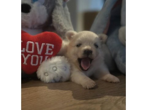Şirinliği ile büyüleyen pomeranian boo yavrular