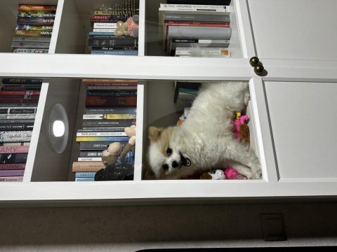 Pomeranian boo erkek 1 yaşında kısır değil