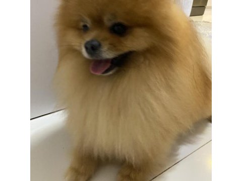 Şecereli pomeranian erkeğimize eş arıyoruz