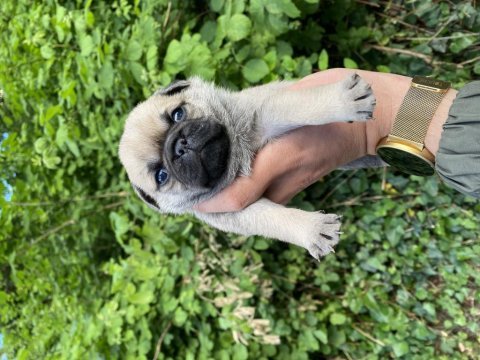 Pug mops yavrular