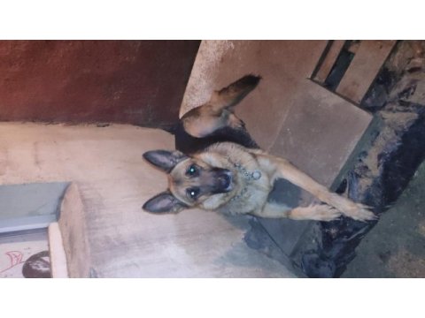 Ücretsiz sahiplendirme alman kurdu açıklama okuyunuz