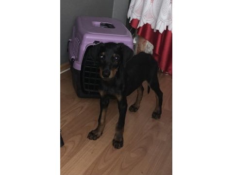 2,5 aylık erkek doberman