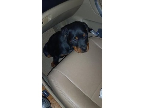 Son dişi rottweiler yavrumuz