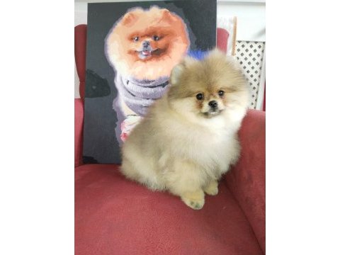 4 aylık yavru pomeranian boo