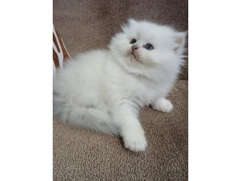 Yavru british longhair