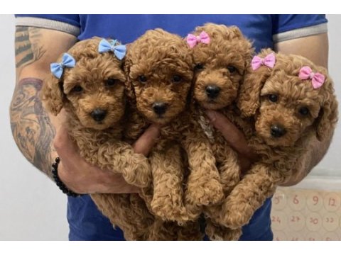 Dişi erkek toy poodle yavrular