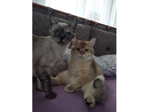 5 adet yavru mevcut british shorthair