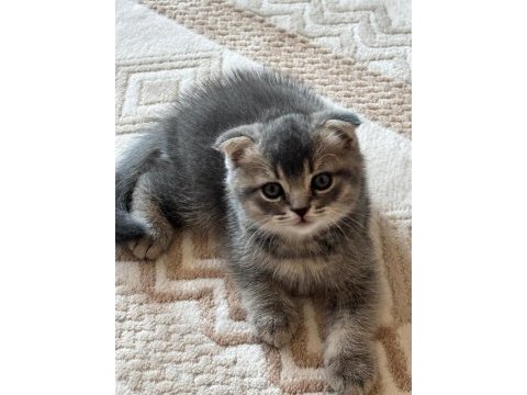 35 günlük sağlıklı erkek scottish fold bebişler