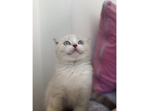 Scottish fold 2 aylık