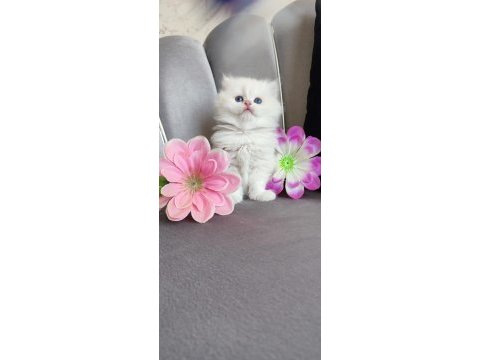 Kaliteli sağlıklı british longhair yavrular