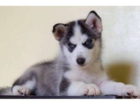 Husky sibirya yavruları