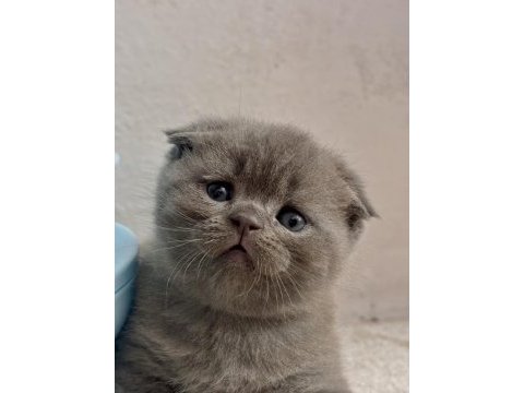 Scottish fold kediler