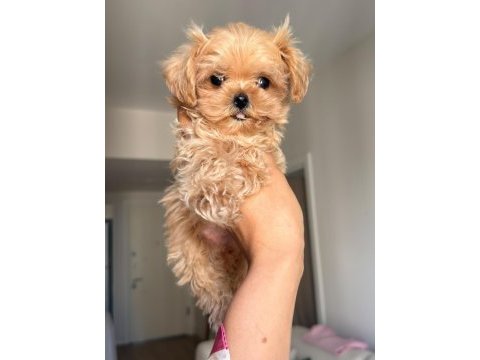 Anne babadan orijinal köre maltipoo