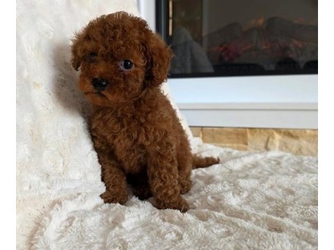 Toypoodle minik yavrularımız 