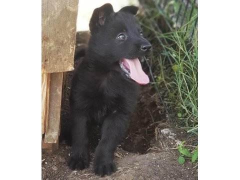 Türkiyenin en özel belçika kurdu yavruları black solid
