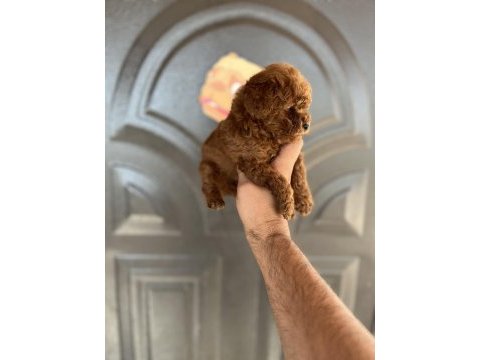 Toy poodle bebekler