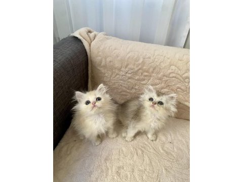 Çok sevimli ve oyuncu british longhair yavrularım