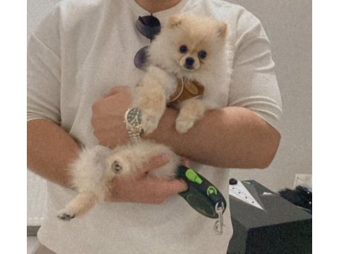 Sakarya'da 4 aylık pomeranian erkek