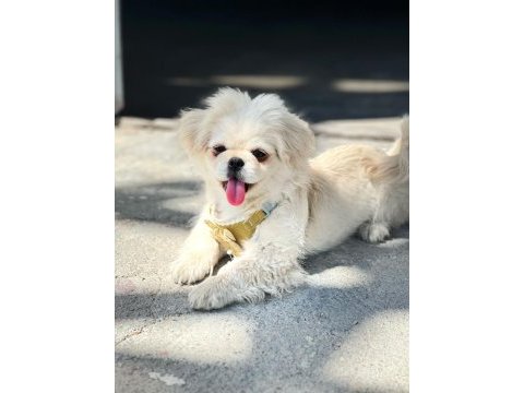 Eğitimli pekinez köpeği
