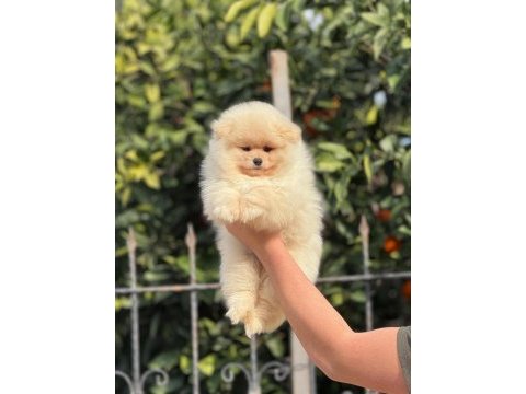 A kalite ırk sağlık garantili pomeranian yavrular