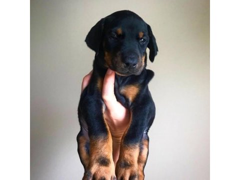 Ev ortamında doğan bebek köpeklerim yeni evini arıyor