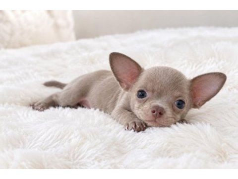 Lilak renk wc eğitimli chihuahua