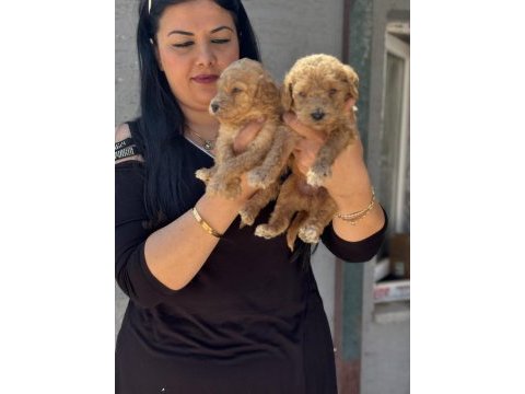 Ufacık toy poodle yavrularım