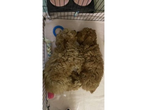 A kalite maltipoo