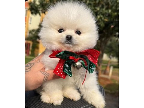 Safkan pomeranian boo bebekler