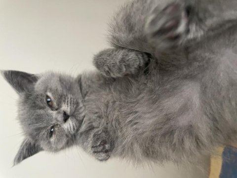 2 aylık british shorthair