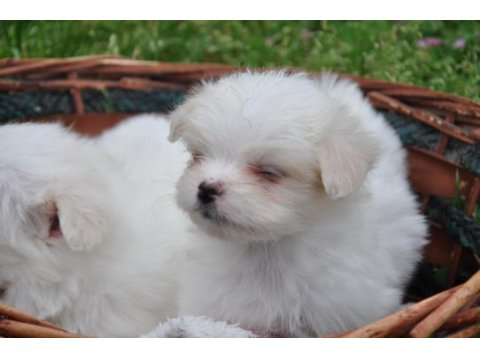 Maltese yavrular