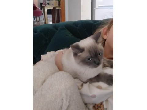 British shorthair 1,5 yaşında