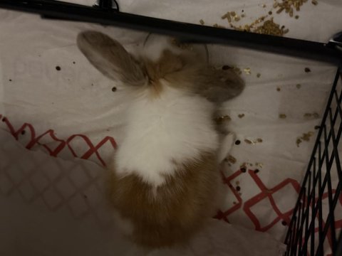 7 aylık hollanda lop tavşanı