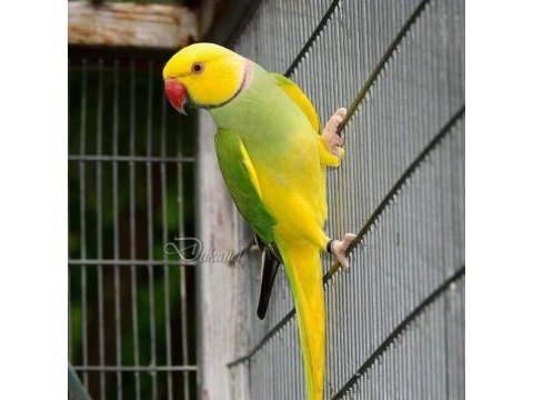 Türkiyede nadir renk üst mutasyon pakistan papağanı bebekler