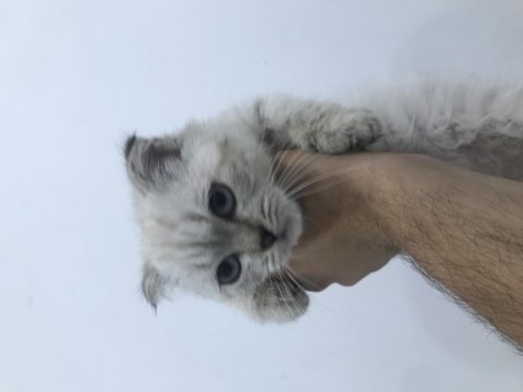 Kedimiz için wp dan ulaşabilirsiniz