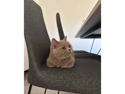 Lilac british shorthair kedimize aile arıyoruz.