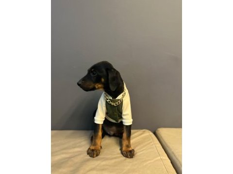 Aşılı doberman bebekler
