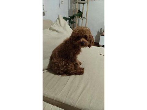 Acil toy poodle istanbul anadolu yakası