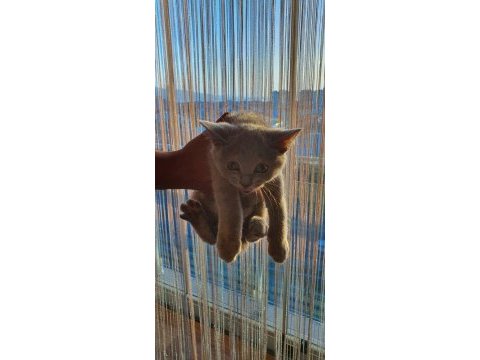 Ücretli sahiplendirme british longhair