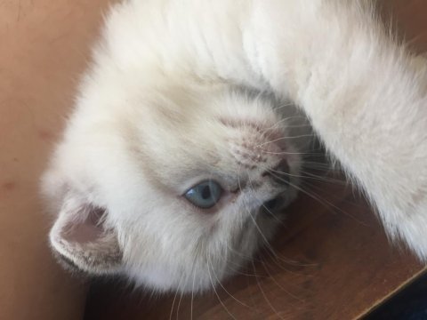 Sevimli yavrular scottish fold