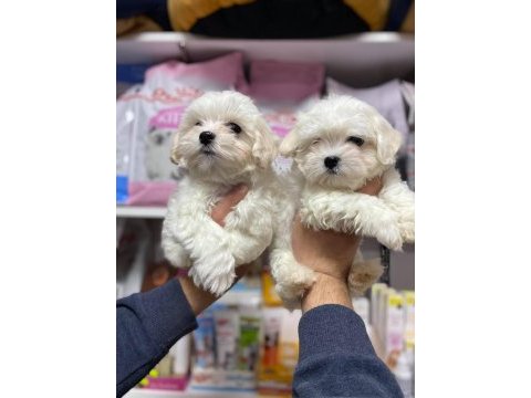Bembeyaz gerçek ırk garantili kore maltese terrier