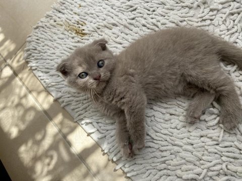 Hatasız 3 adet orijinal blue scottish fold yavru