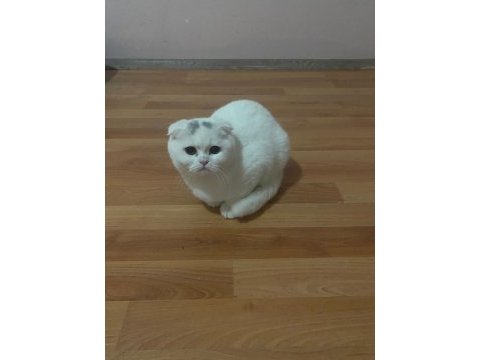 Scottish fold kedilerimiz