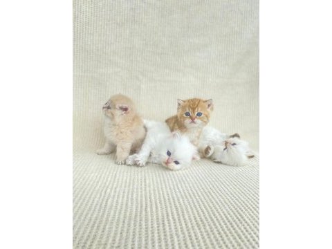British shorthair ve longhair yavrular