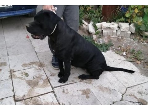 9 aylık cane corso