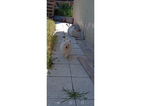 Kar topları köpekler yeni yuvalarına gitmeye hazırlar